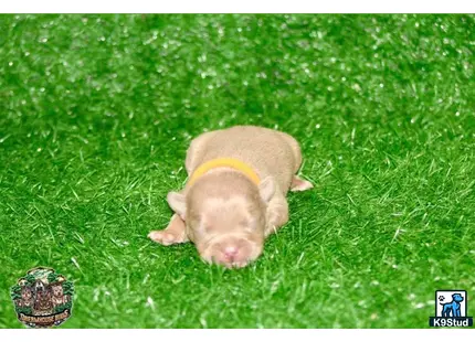 American Bully puppy for sale: a pig wearing a yellow frisbee