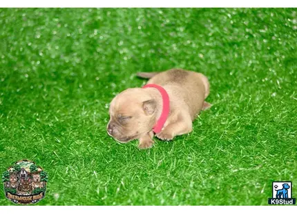 American Bully puppy for sale: a pig lying in grass