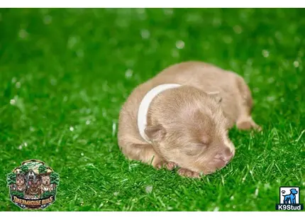 American Bully puppy for sale: a guinea pig in grass