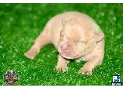 American Bully puppy for sale: a piglet lying on grass