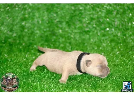 American Bully puppy for sale: a american bully dog in the grass