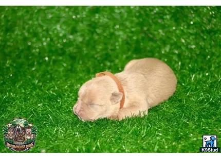 American Bully puppy for sale: a american bully dog lying in the grass