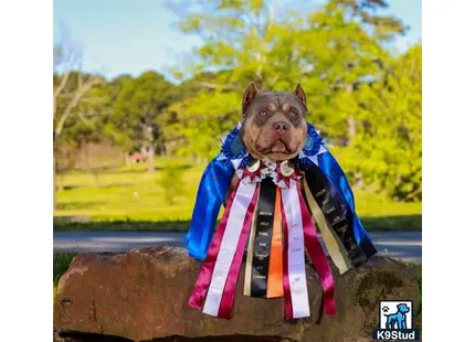American Bully stud dog: a american bully dog wearing a suit and tie