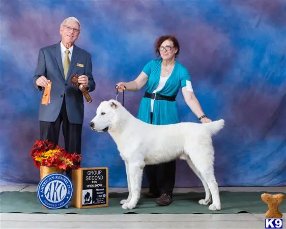 Central Asian Shepherd stud dog