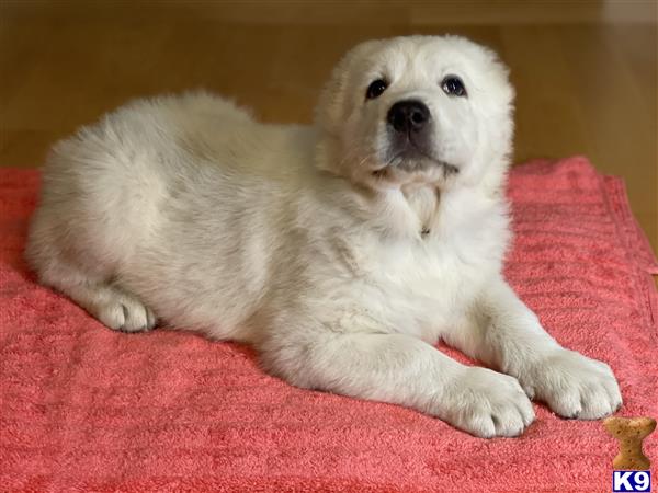 Central Asian Shepherd puppy for sale