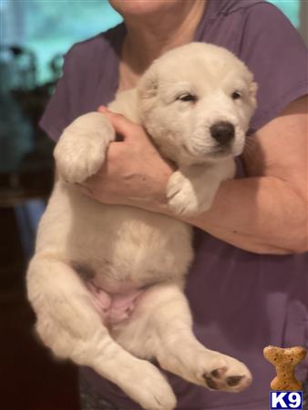 Central Asian Shepherd puppy for sale