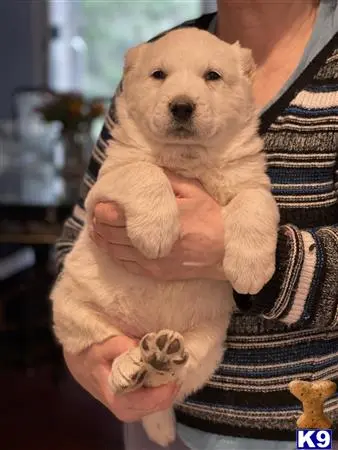 Central Asian Shepherd puppy for sale