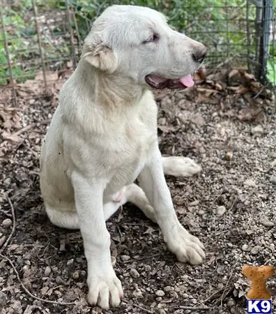 Central Asian Shepherd puppy for sale