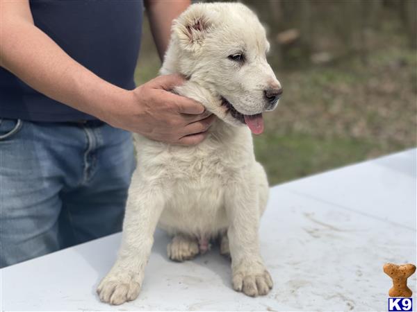 a person petting a central asian shepherd dog