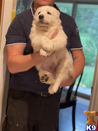 Central Asian Shepherd puppy for sale