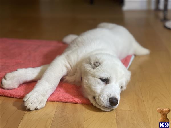 Central Asian Shepherd puppy for sale