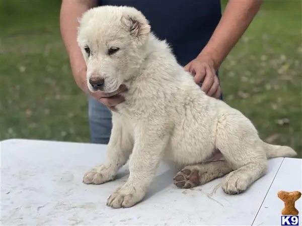 Central Asian Shepherd puppy for sale