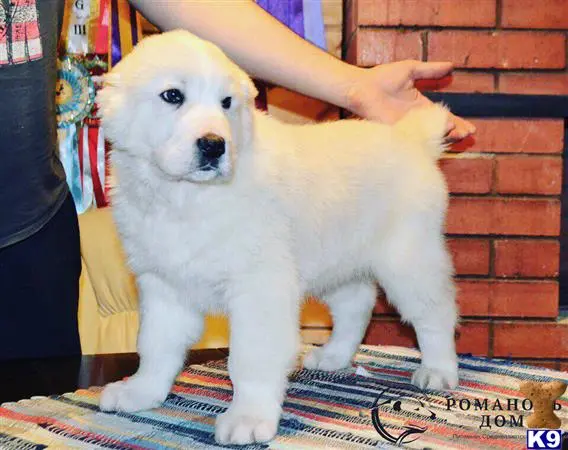 Central Asian Shepherd stud dog