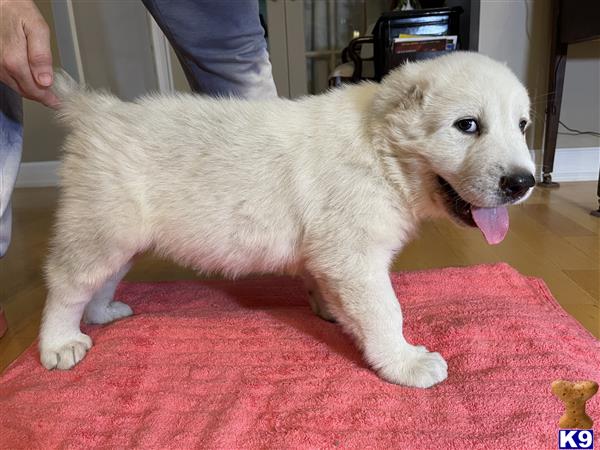 Central Asian Shepherd puppy for sale