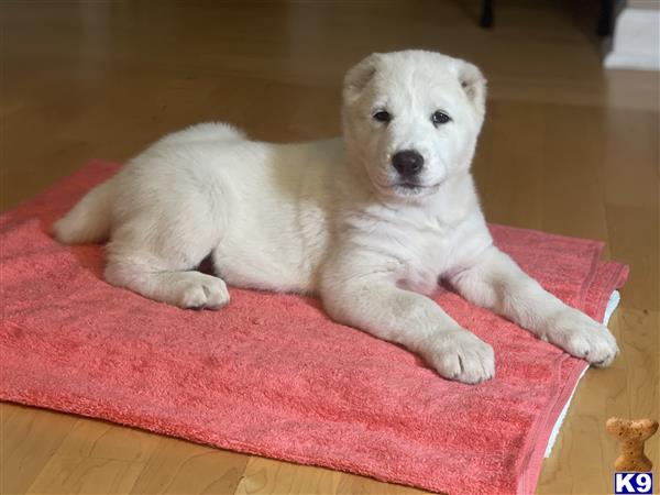 Central Asian Shepherd puppy for sale