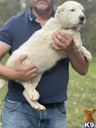 Central Asian Shepherd puppy for sale