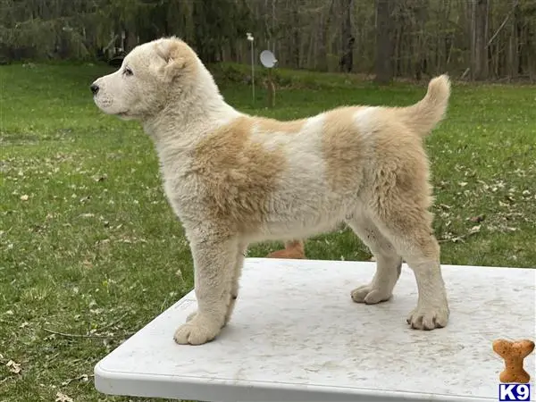 Central Asian Shepherd puppy for sale