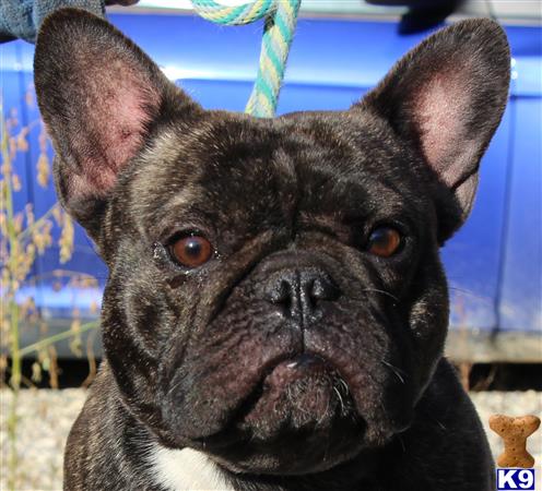 a french bulldog dog with a blue hat