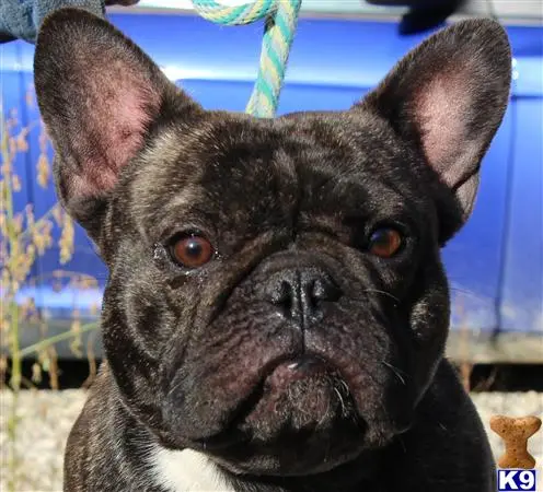 French Bulldog stud dog