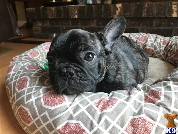 French Bulldog dog