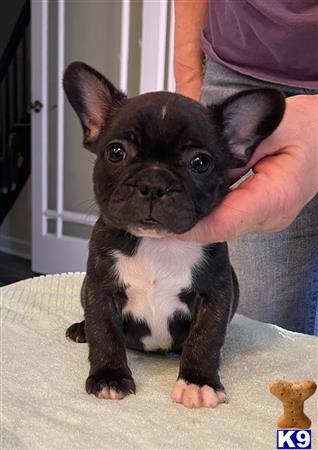 French Bulldog puppy for sale