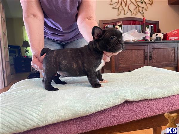 French Bulldog puppy for sale