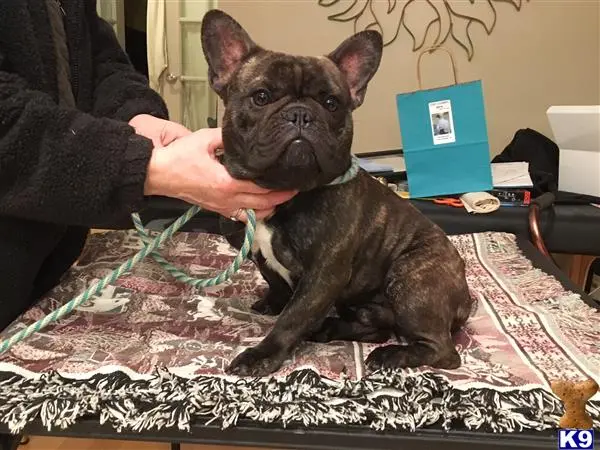 French Bulldog stud dog