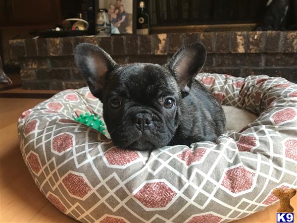 French Bulldog dog