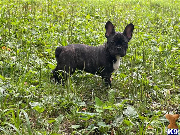 French Bulldog puppy for sale