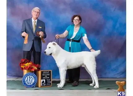 a man and woman standing next to a central asian shepherd dog