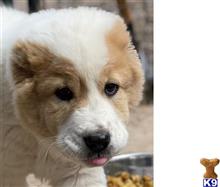 central asian shepherd puppy posted by dhomant