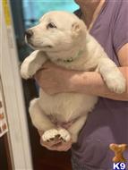 central asian shepherd puppy posted by dhomant
