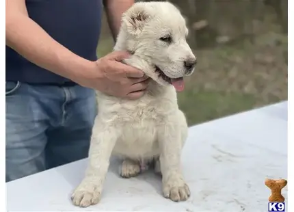 Central Asian Shepherd