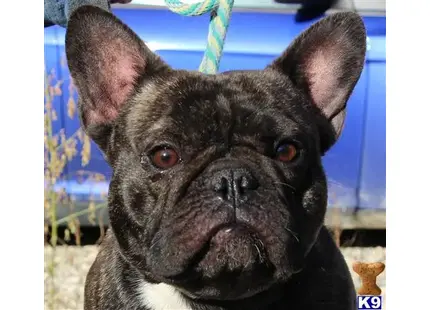 French Bulldog