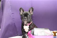 french bulldog puppy posted by dhomant