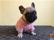 french bulldog puppy posted by dhomant