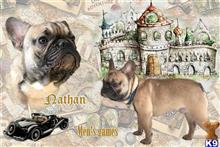 french bulldog puppy posted by dhomant