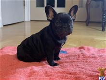 french bulldog puppy posted by dhomant