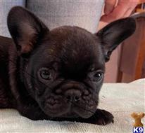 french bulldog puppy posted by dhomant