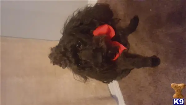 Poodle stud dog