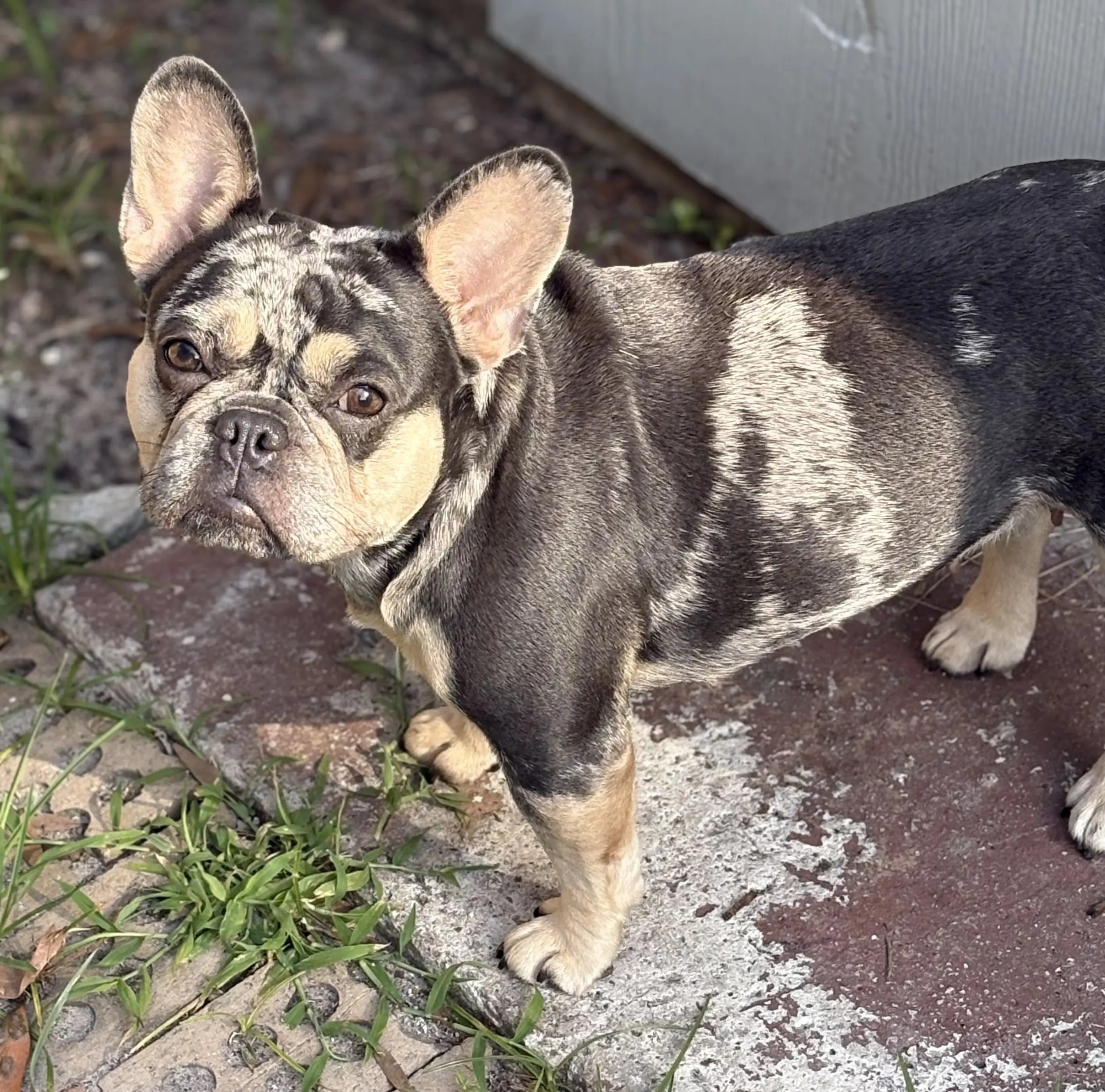 French Bulldog female dog: Brindle French Bulldog standing on a stone path with grass