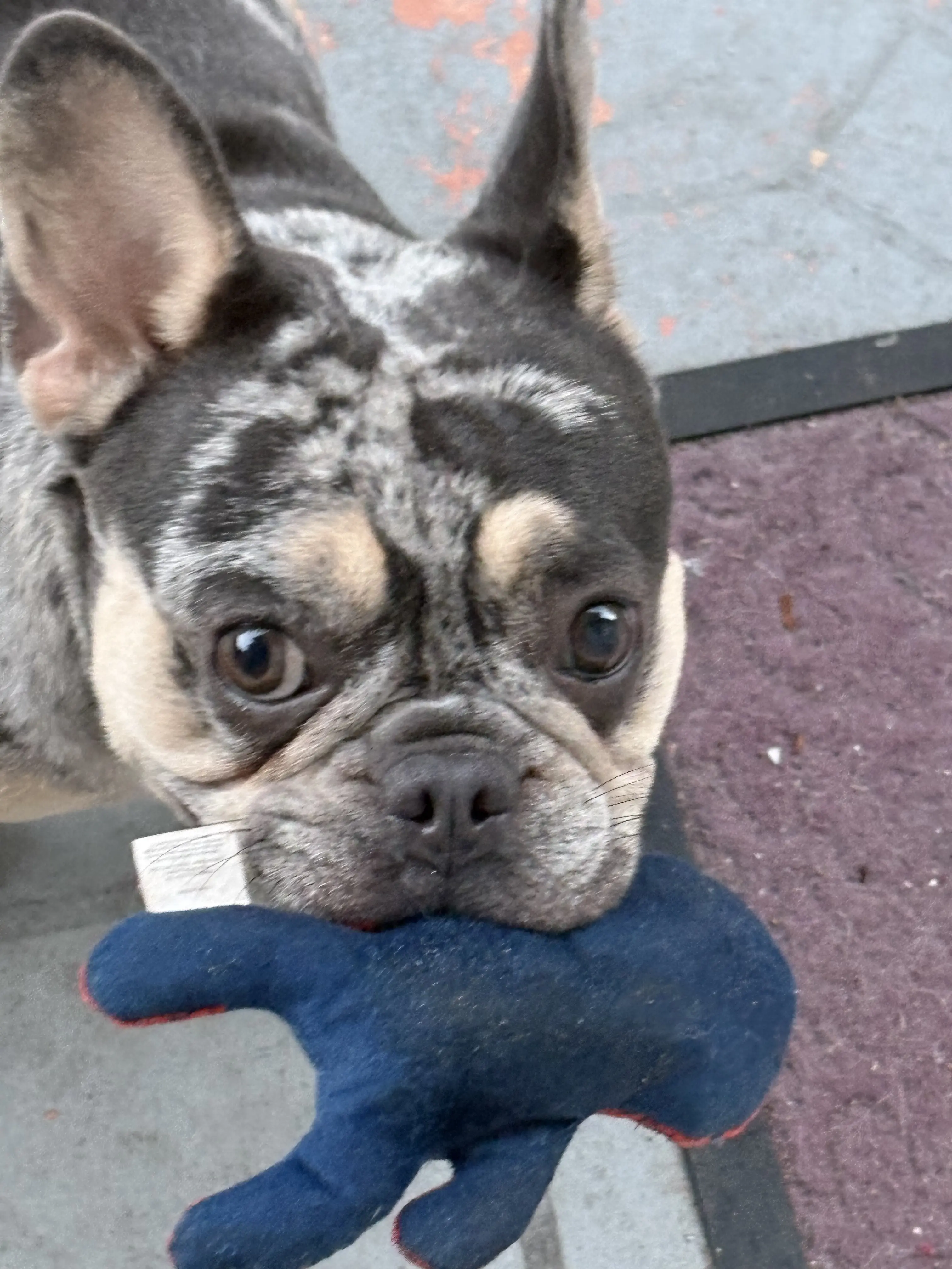 French Bulldog female dog: Brindle French Bulldog holding a blue toy in its mouth