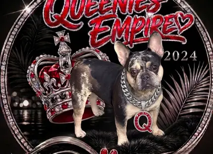 French Bulldog female dog: French Bulldog with a black and tan coat, wearing a necklace