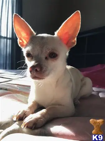 Chihuahua female dog