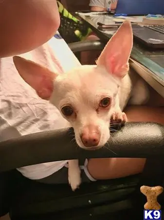 Chihuahua female dog