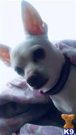 Chihuahua female dog