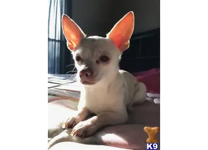 Chihuahua