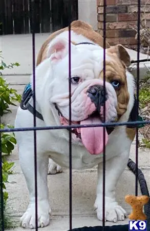 Bulldog stud dog