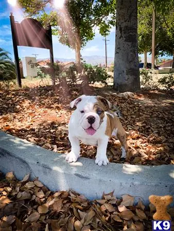 English Bulldog stud dog