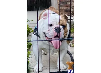 English Bulldog